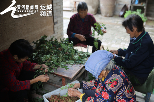 临猗:雨天拣花椒 乡邻乐淘淘