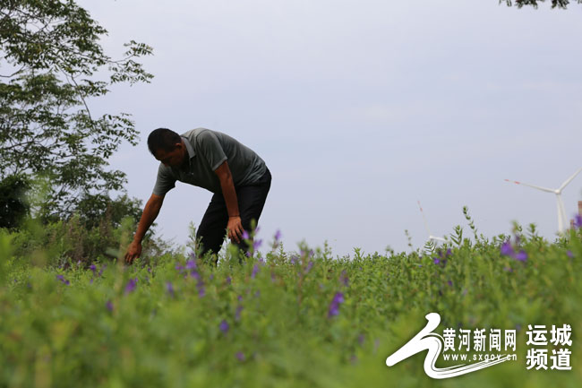 夏县瑶峰镇石东海:奔小康的领路人