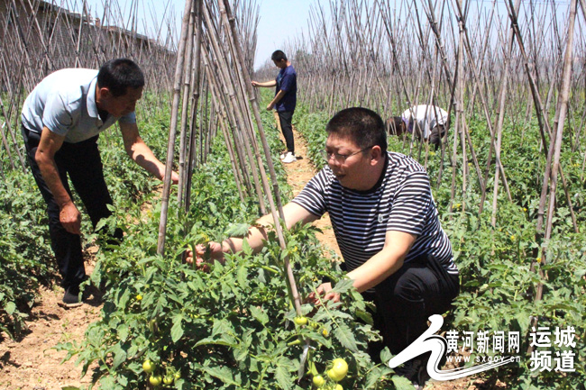 闻喜县：蔬菜种植助力百姓增收